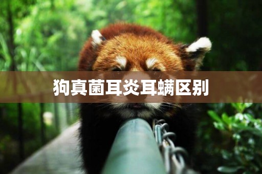 狗真菌耳炎耳螨區別