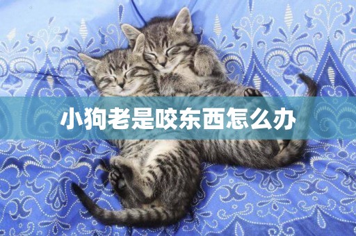 小狗老是咬東西怎么辦