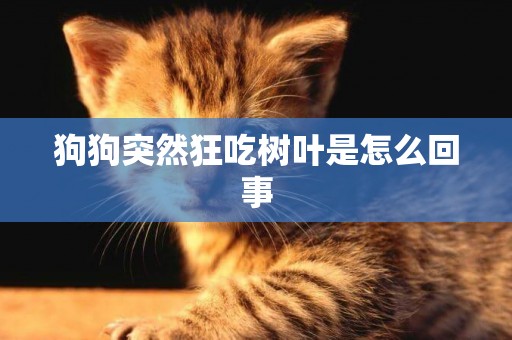 狗狗突然狂吃樹葉是怎么回事