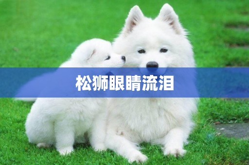 松獅眼睛流淚
