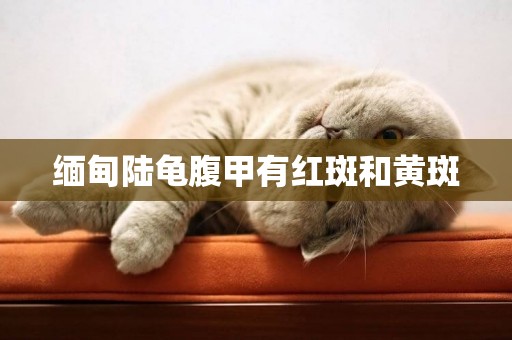 緬甸陸龜腹甲有紅斑和黃斑