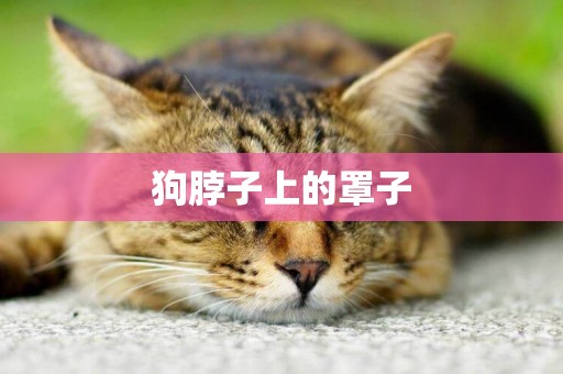 狗脖子上的罩子