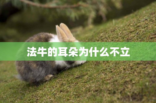 法牛的耳朵為什么不立