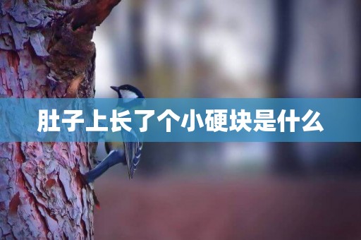肚子上長了個小硬塊是什么