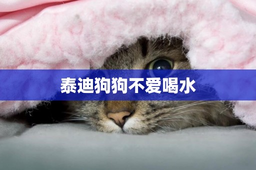 泰迪狗狗不愛喝水
