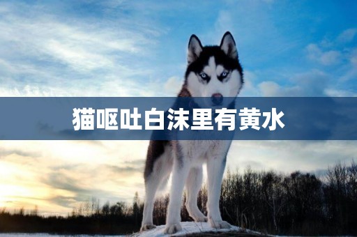 貓嘔吐白沫里有黃水
