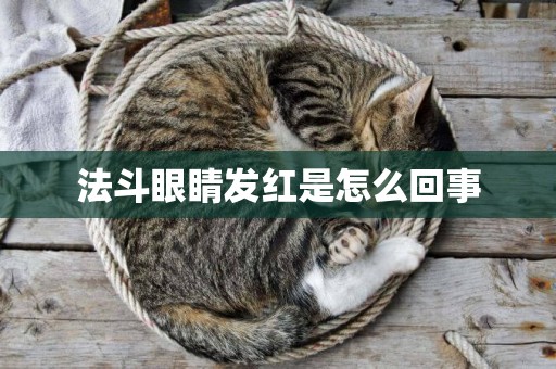 法斗眼睛發紅是怎么回事