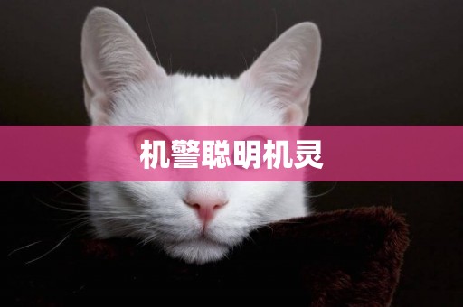 機警聰明機靈