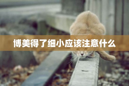 博美得了細小應該注意什么