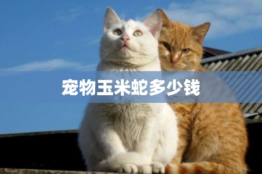 寵物玉米蛇多少錢