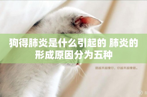 狗得肺炎是什么引起的 肺炎的形成原因分為五種 狗得肺炎是什么引起的 肺炎的形成原因分為五種