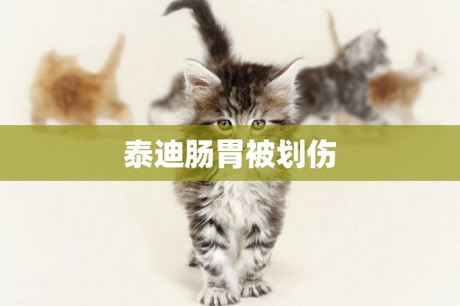 泰迪腸胃被劃傷