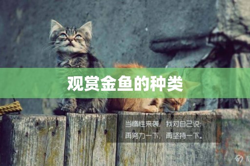 觀賞金魚的種類