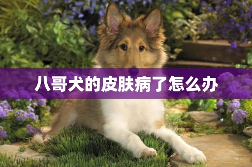 八哥犬的皮膚病了怎么辦