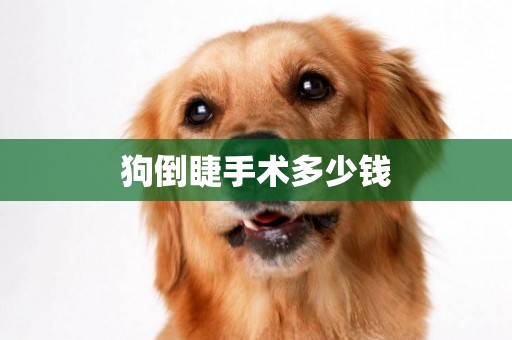 狗倒睫手術多少錢