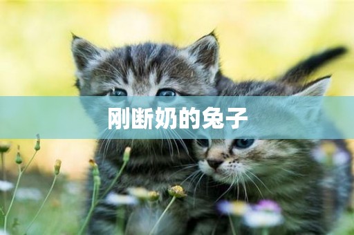 剛斷奶的兔子