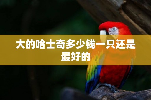 大的哈士奇多少錢一只還是最好的