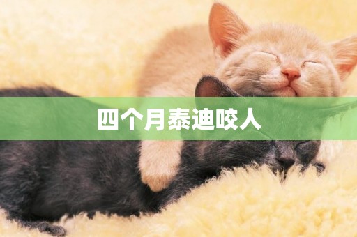 四個月泰迪咬人