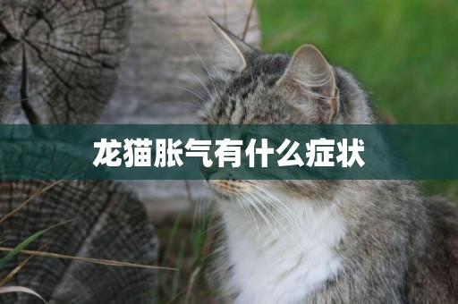 龍貓脹氣有什么癥狀