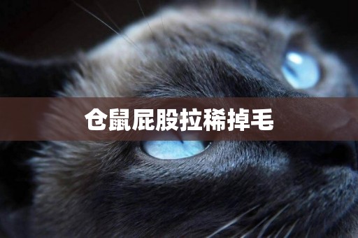 倉鼠屁股拉稀掉毛