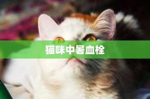 貓咪中暑血栓