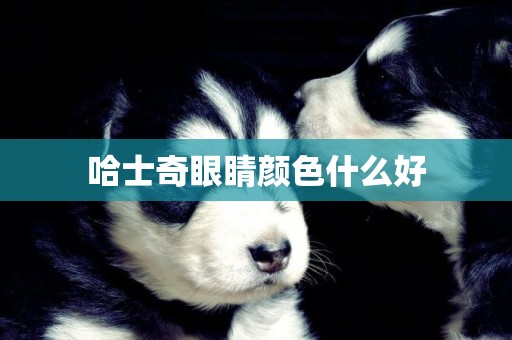 哈士奇眼睛顏色什么好