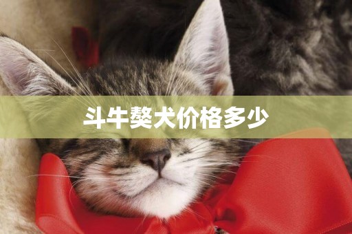 斗牛獒犬價格多少