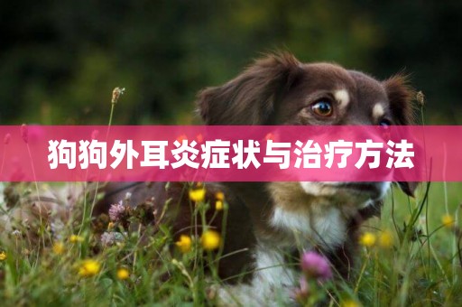 狗狗外耳炎癥狀與治療方法