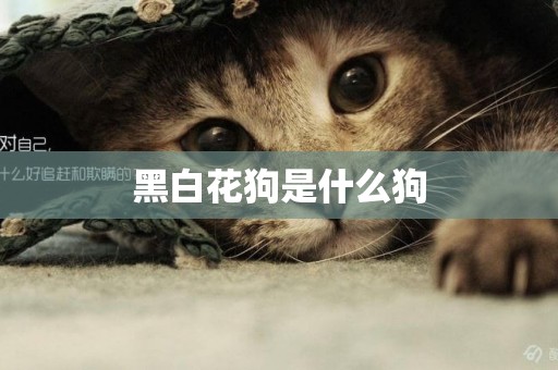 黑白花狗是什么狗