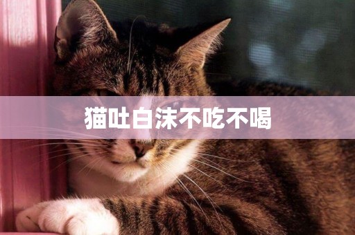 貓吐白沫不吃不喝