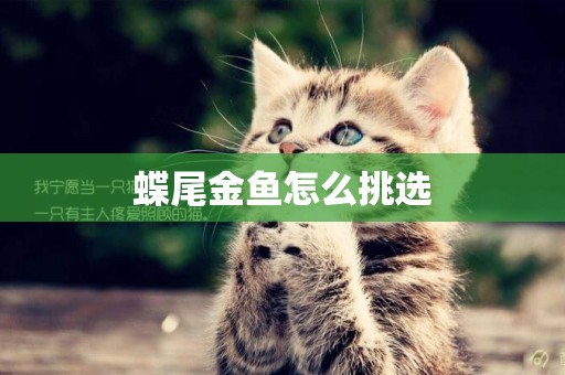 蝶尾金魚怎么挑選