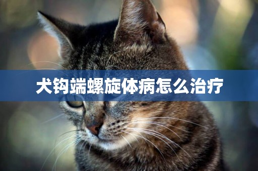 犬鉤端螺旋體病怎么治療