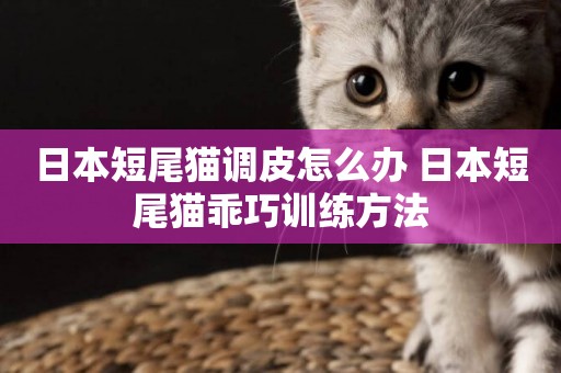 日本短尾貓調皮怎么辦 日本短尾貓乖巧訓練方法