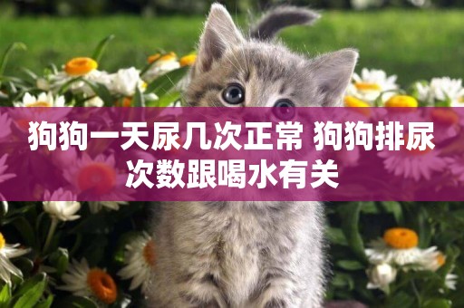 狗狗一天尿幾次正常 狗狗排尿次數跟喝水有關
