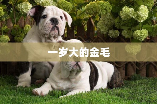 一歲大的金毛