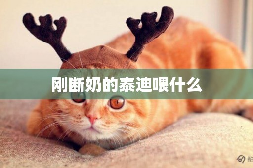剛斷奶的泰迪喂什么