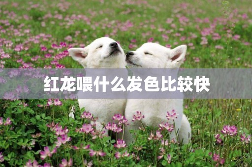 紅龍喂什么發色比較快