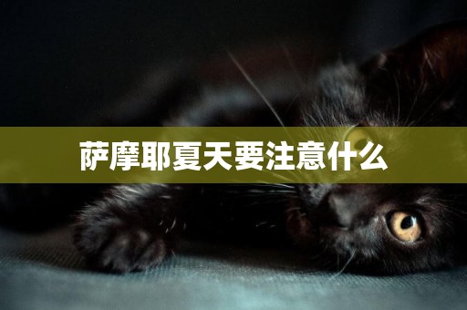薩摩耶夏天要注意什么
