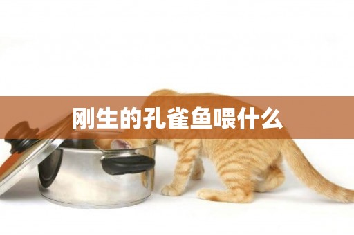 剛生的孔雀魚喂什么
