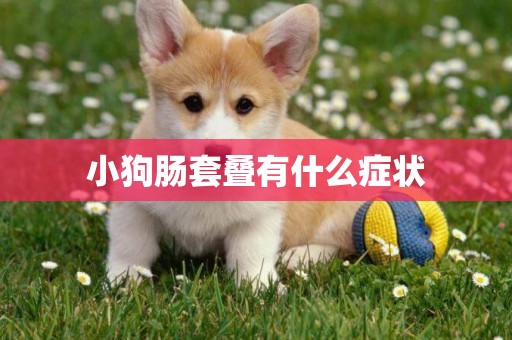 小狗腸套疊有什么癥狀