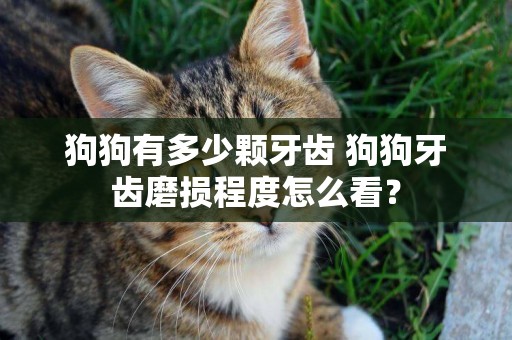 狗狗有多少顆牙齒 狗狗牙齒磨損程度怎么看？