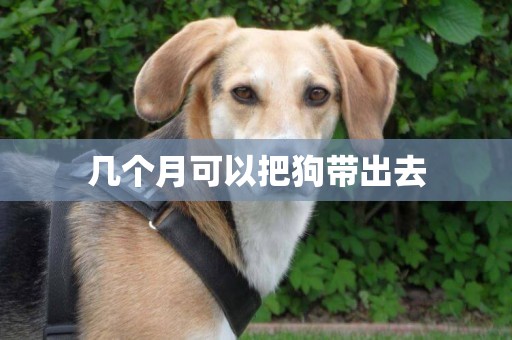 幾個月可以把狗帶出去