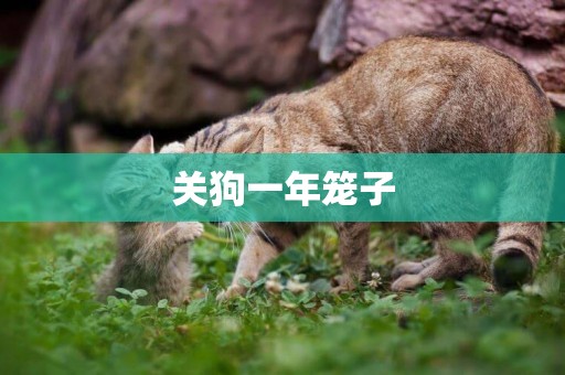 關狗一年籠子