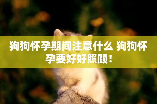 狗狗懷孕期間注意什么 狗狗懷孕要好好照顧！