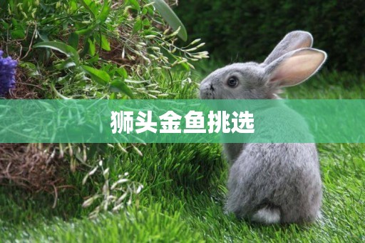 獅頭金魚挑選