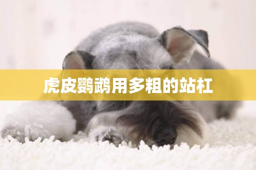 虎皮鸚鵡用多粗的站杠