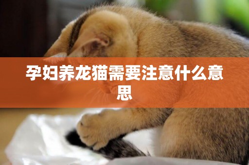孕婦養龍貓需要注意什么意思