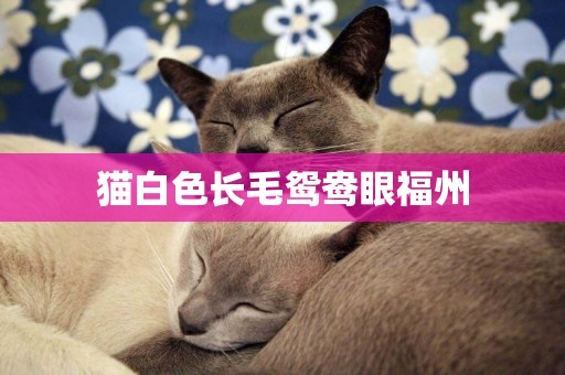 貓白色長毛鴛鴦眼福州