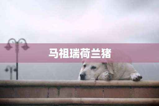 馬祖瑞荷蘭豬