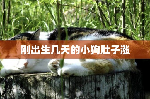 剛出生幾天的小狗肚子漲